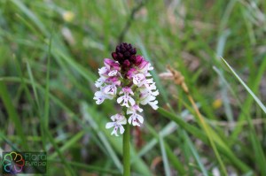 orchis ustulata (1)